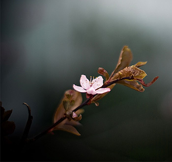 获取手机号验证码平台