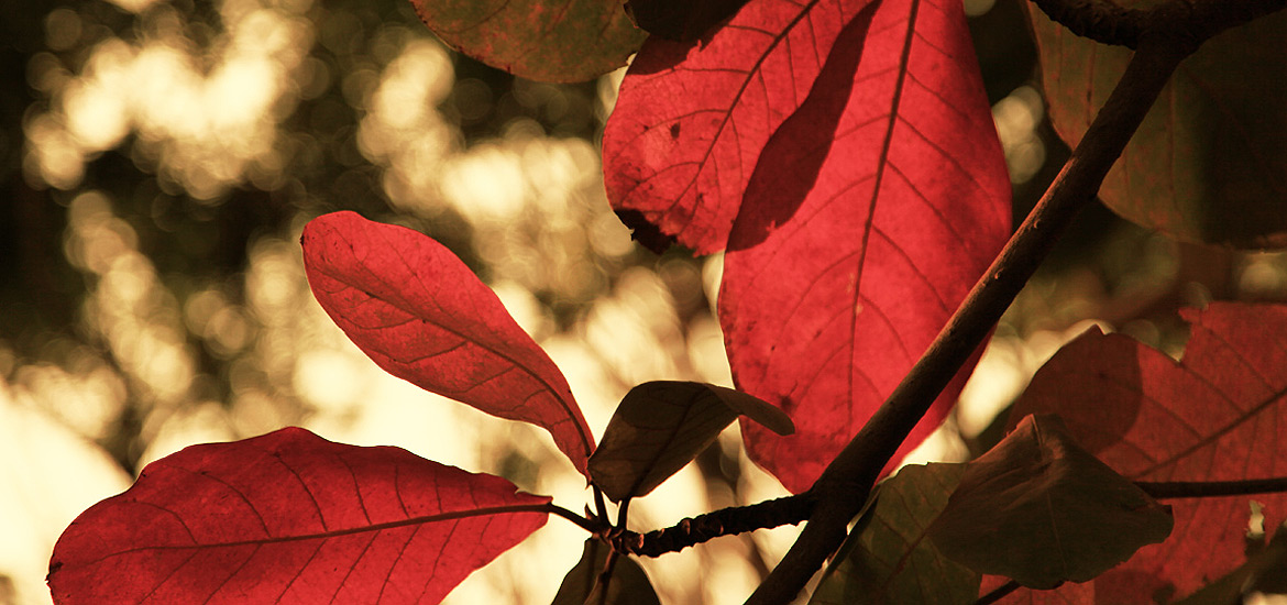 一键备份还原的秋思电话轰炸平台